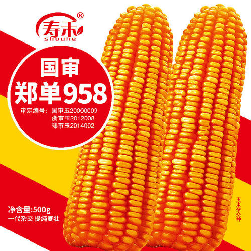 高产饲料玉米种子量郑单95