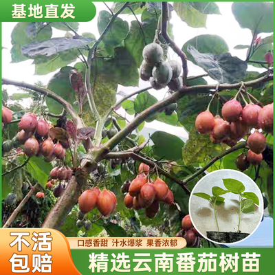 现货现发大树番茄苗子番茄树苗番茄云南特产大树番绿植盆栽