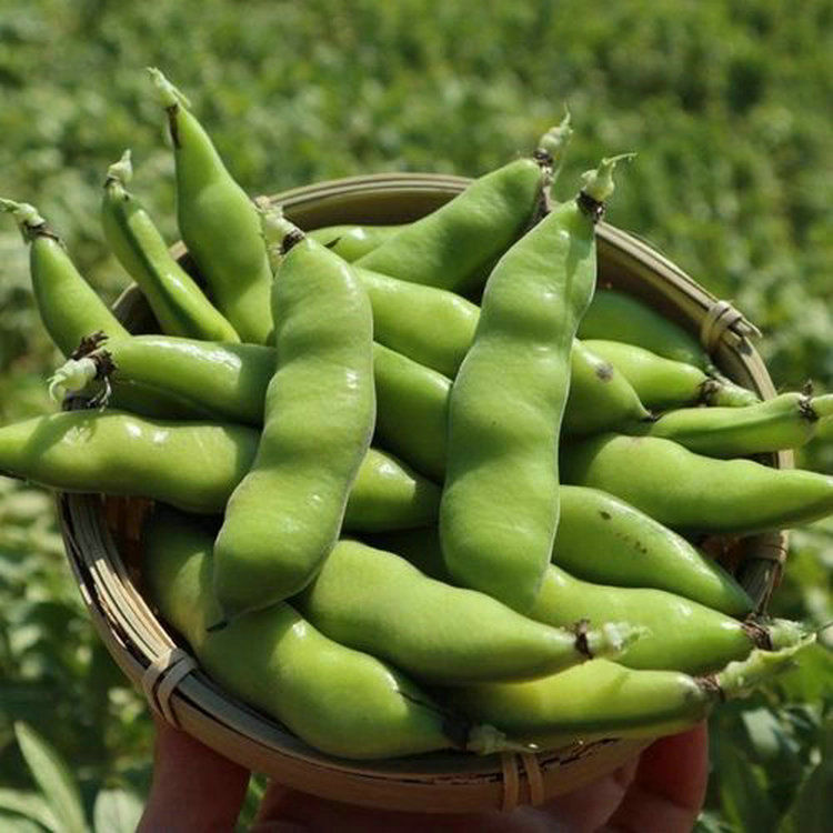 云南蚕豆新鲜带壳生蚕豆豆荚2025年新货兰花豆胡豆绿心馋豆蔬菜