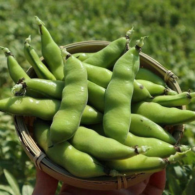 云南蚕豆新鲜带壳生蚕豆豆荚2025年新货兰花豆胡豆绿心馋豆蔬菜