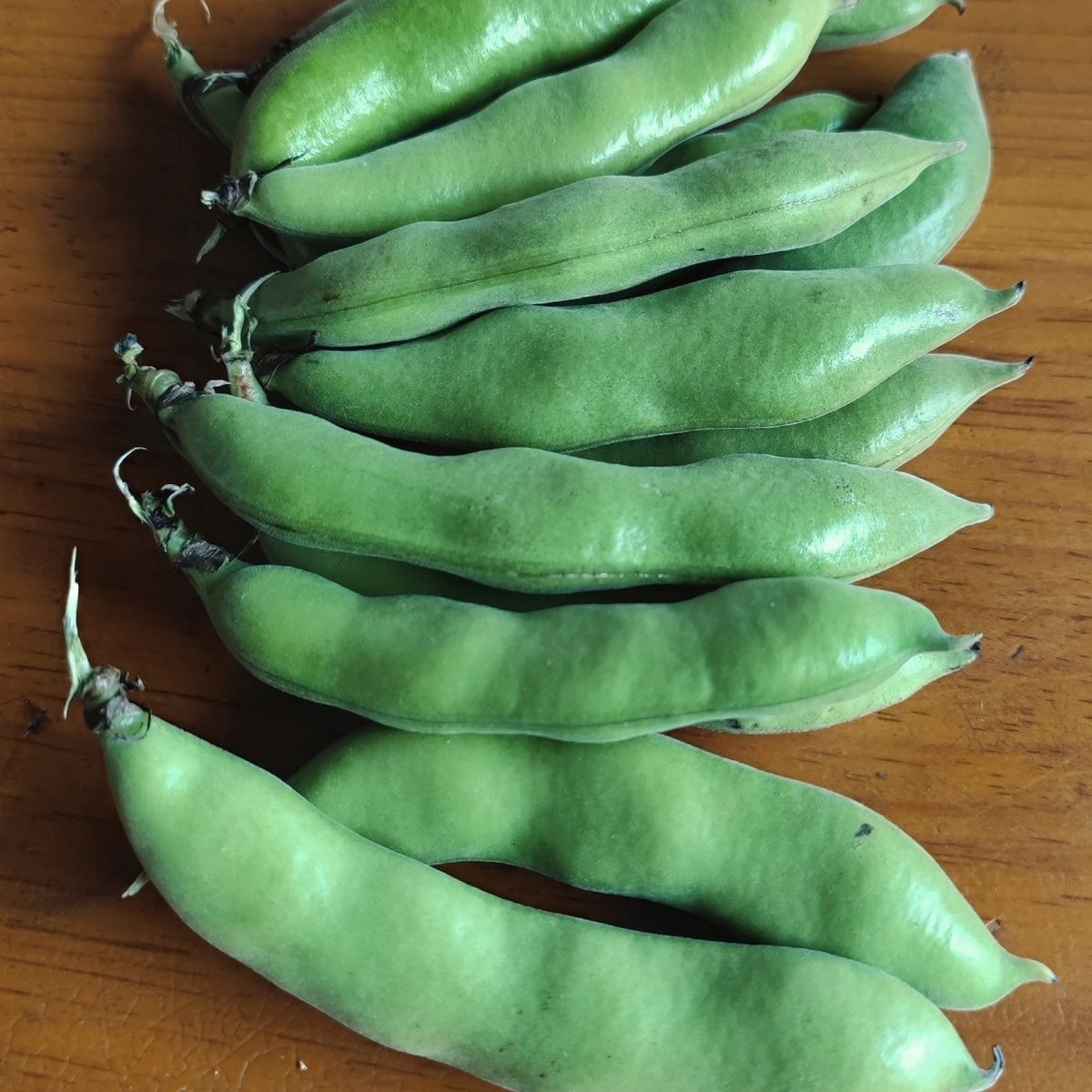 老品种新鲜带壳蚕豆青蚕豆2025年嫩蚕豆新鲜蚕豆兰花豆佛南豆胡豆