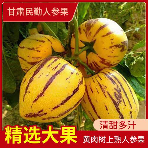 甘肃民勤沙漠人参果新鲜水果