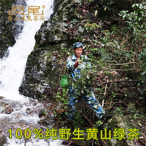 凤尾黄山野茶纯野生全手工绿茶