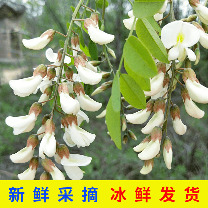 2026新鲜洋槐花4斤野生花骨朵食用花苞槐米当季蔬菜整箱顺丰包邮