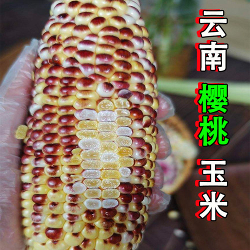 樱桃玉米红宝石水果玉米新鲜现摘带皮顺丰甜嫩爆汁花青素包谷洛芊