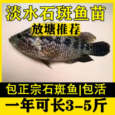 浙江淡水石斑鱼苗批发精选长势猛