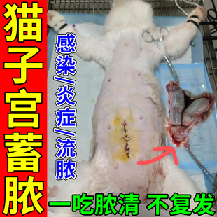 猫咪子宫蓄脓药宫脓清宠物母猫狗生殖道细菌感染脓液炎症肿胀专用