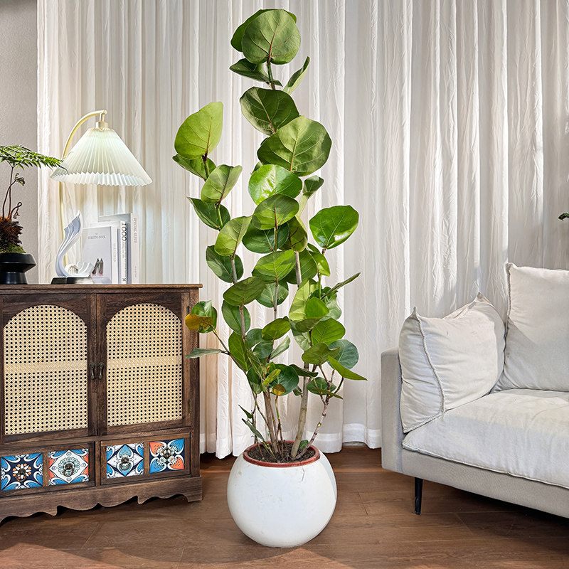 海葡萄绿植盆栽室内盆栽绿植果实可食用吸甲醛净化空气龙诚花盛真