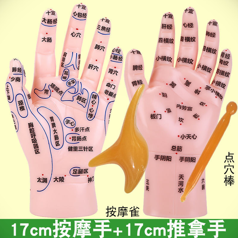 按摩手部穴位模型小儿推拿手诊中医调理手穴反射区仿真手掌图教学