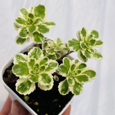 亚特兰蒂斯锦多肉植物多头群生花卉盆栽美观净化空气盆栽带盆栽好
