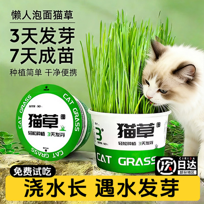 盆栽猫草即食无土水培新鲜猫草