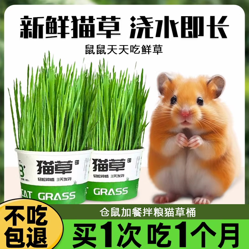 猫草盆栽种子仓鼠零食拌粮