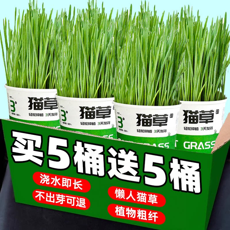 猫草盆栽桶猫草猫零食