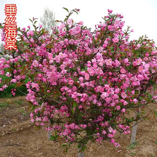 绚丽四季海棠花树苗盆栽西府海棠花庭院阳台耐寒花卉植物垂丝海棠