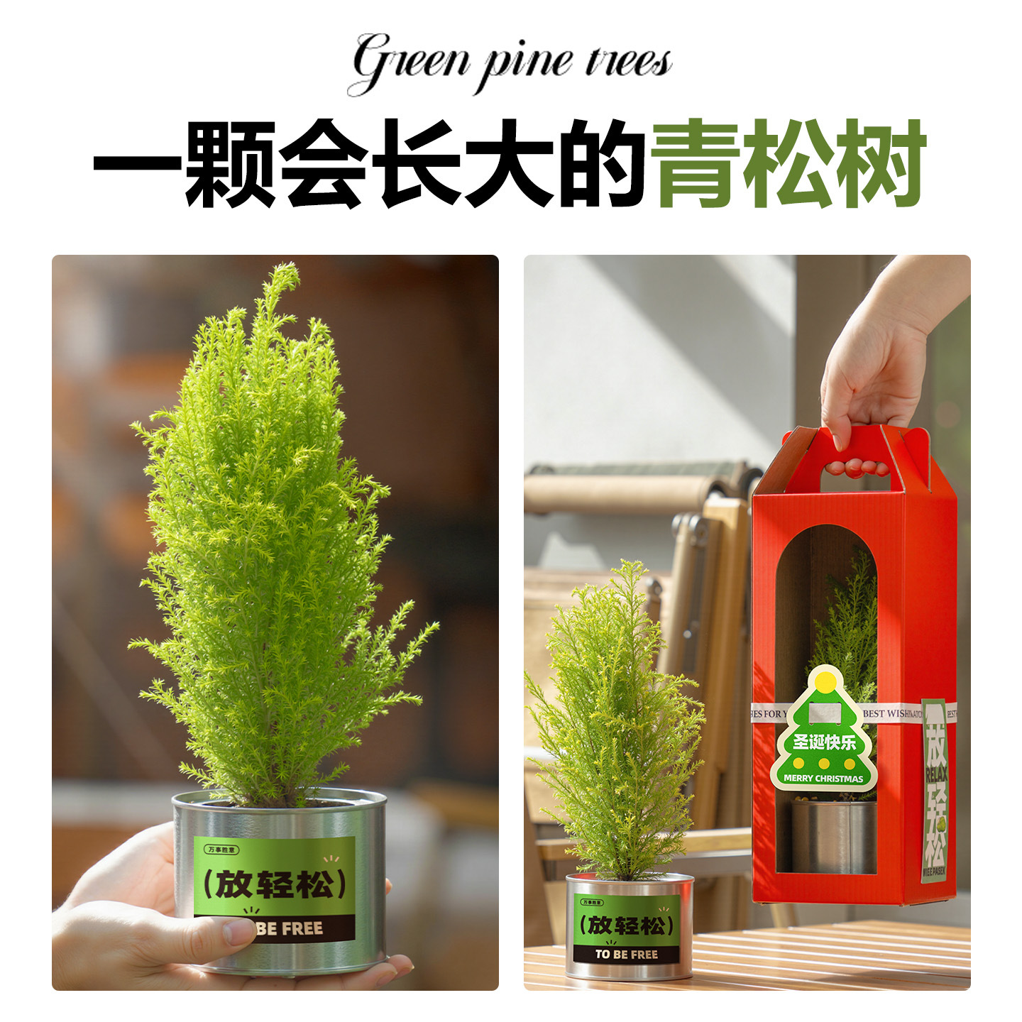 圣诞树圣诞礼物小香松