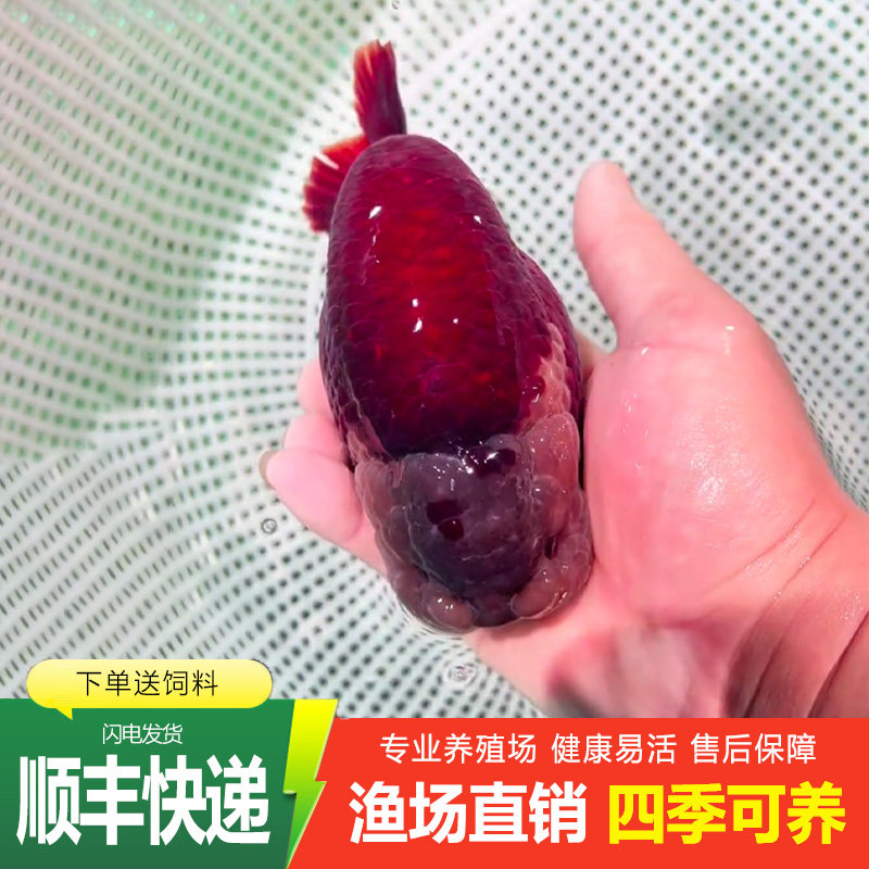 兰寿金鱼活鱼奶牛波妞鱼苗观赏鱼熊猫冷水鱼蓝寿好养黑白热带淡水图片