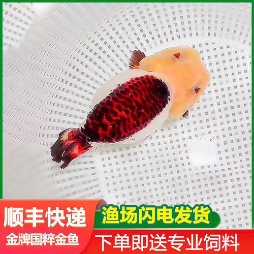 兰寿金鱼活鱼奶牛波妞鱼苗熊猫冷水热带好养黑白齐腮广温麒麟包金