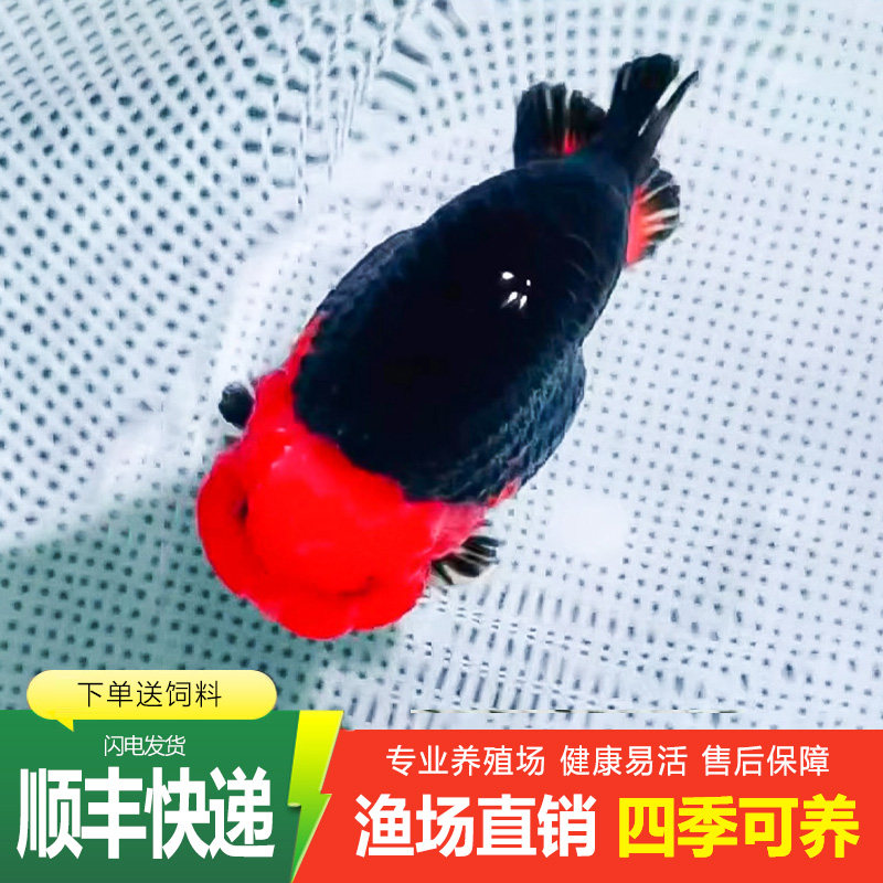 兰寿金鱼活鱼奶牛波妞鱼苗观赏鱼熊猫冷水鱼蓝寿好养黑白热带精品图片