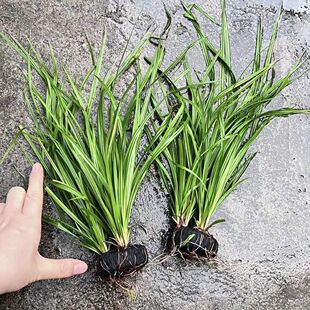 泰国水剑水草溪流缸南美缸生态缸原生鱼缸草缸阴性淡水植物水草