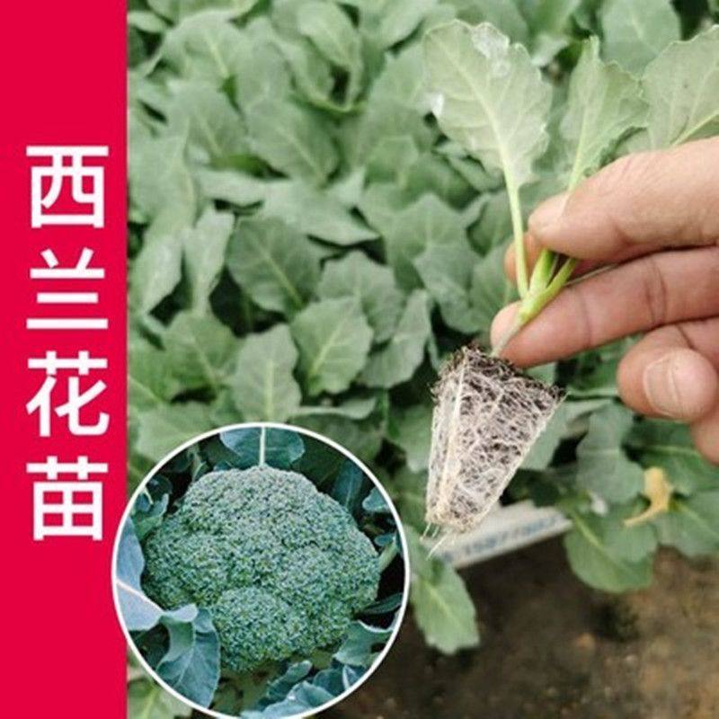 西兰花苗春季台湾青梗松花菜苗西兰花四季蔬菜花种子籽孑菜花秧苗