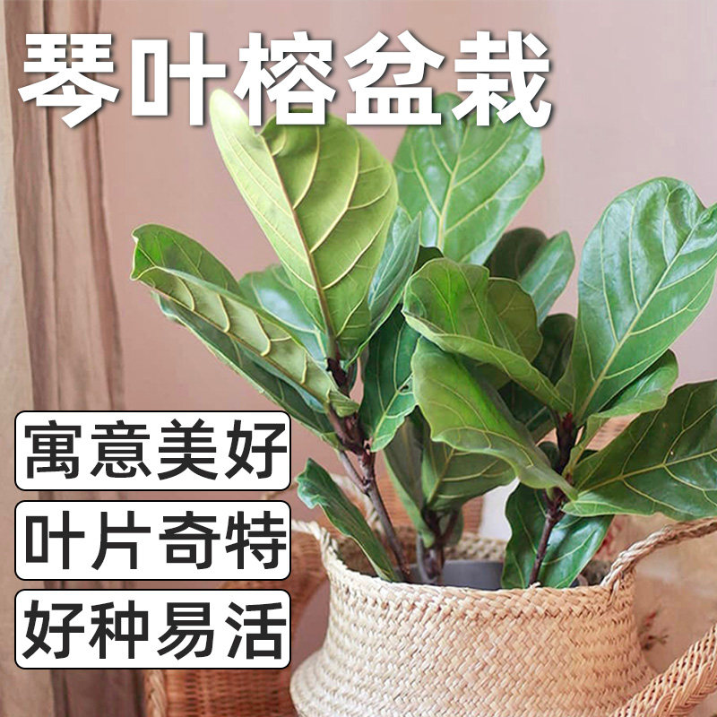 琴叶榕盆栽室内大叶植物办公室北欧绿植四季常青小盆栽桌面简约