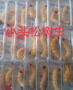 柴虫 松树虫活虫喂鸟虫木虫鸟儿专用虫天牛虫提性虫壮膘虫麻根虫