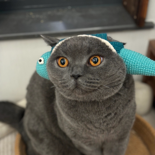 专属于毛孩子的可爱毛线手工编织一条鱼宠物帽子钩针diy材料包