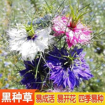 黑种草种子四季播种开花波斯宝石室外庭院易活阳台盆栽花种籽子