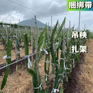 果树拉枝绳布条绑葡萄架枣树捆土球吊秧绳打包绳缠绕扎口园林布带