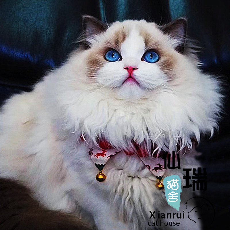 纯种海双布偶猫幼崽小猫咪宠物活的仙女猫幼猫小奶猫幼崽猫咪活物