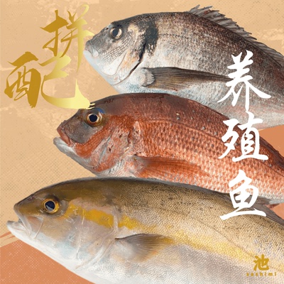【定制链接】品质切片刺身海鲜拼盘水产养殖深海冰鲜鱼