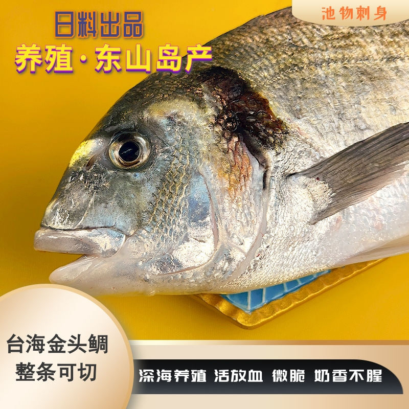 刺身级别深海金头鲷鱼奶香甜脆鲜活冰鲜海鲜水产整条称重现称现拍