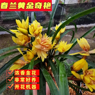 名贵兰花苗春兰黄金奇艳九仙牡丹荷王浓香室内客厅办公室桌面花卉