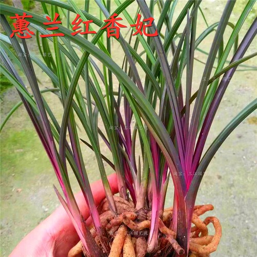 蕙兰红香妃兰花新苗叶片红美观
