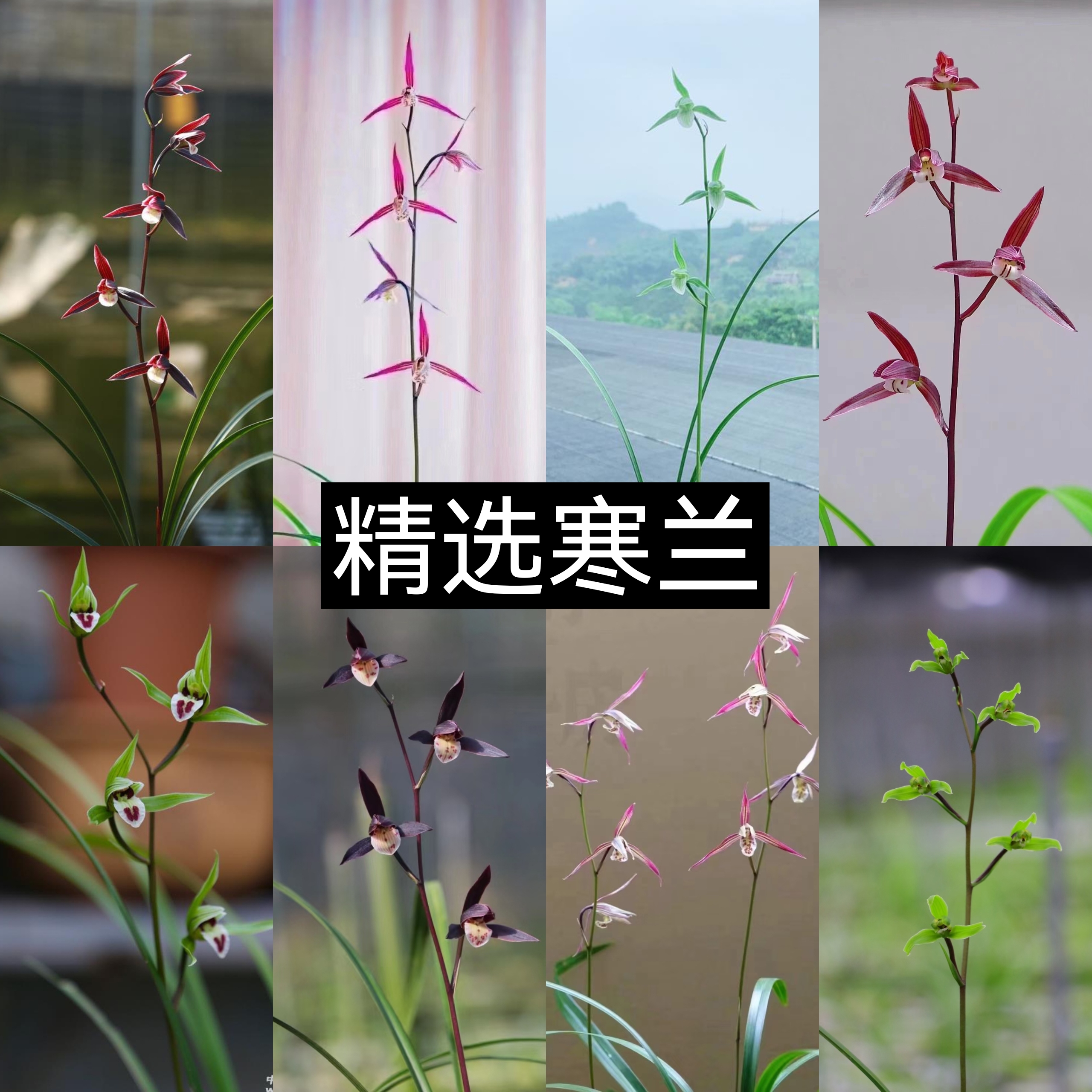 精品兰花细叶寒兰美观禅意十足