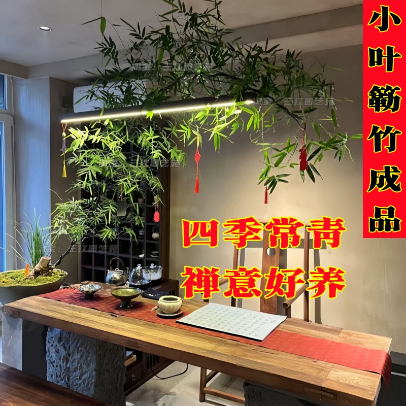 精品小叶簕竹成品室内好养绿植