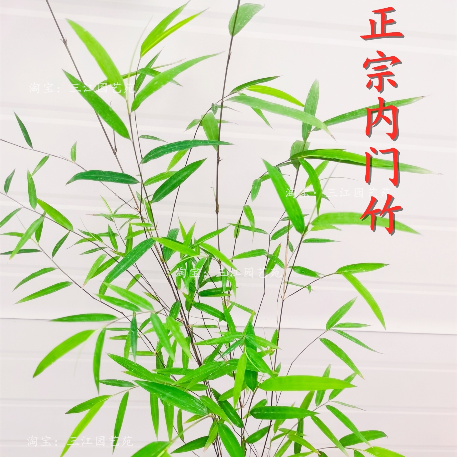 台湾精品内门竹名贵竹子室内庭院客厅绿植四季常青好养活美观盆栽