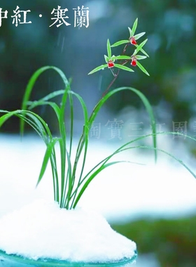 高端细叶寒兰雪中红兰花红苹果寒兰素心老种浓香好养室内花卉盆栽