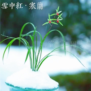 高端细叶寒兰雪中红兰花红苹果寒兰素心老种浓香好养室内花卉盆栽