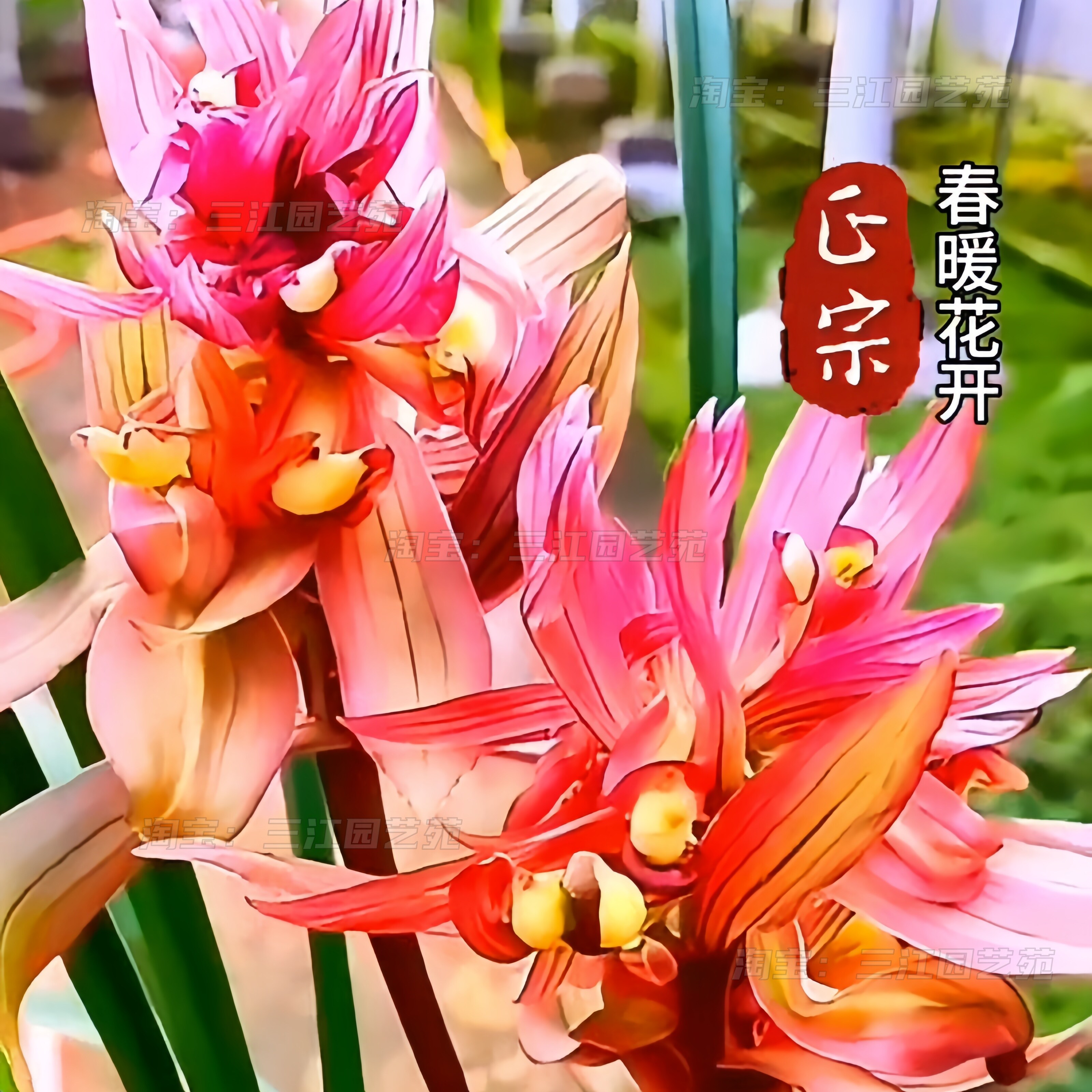 水培兰花苗春暖花开红花室内浓香