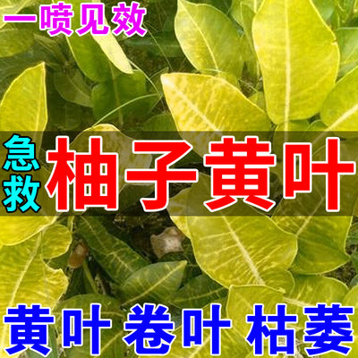 柚子树黄叶病杀菌剂黄化果树专用药治柑橘黄龙卷叶流炭胶溃疡疽病