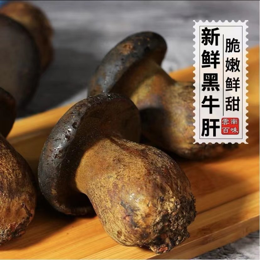 云南菌子新鲜牛肝菌火锅爆炒餐饮