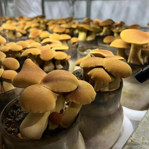 新鲜见手青牛肝菌餐饮直供炒煲汤