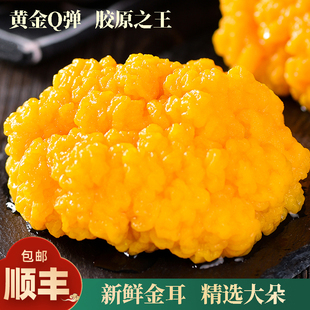 新鲜金耳菌云南特产精选大朵黄金耳非干货黄金食用菌糯耳500g包邮