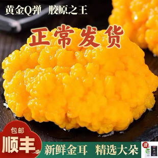 新鲜金耳云南特产精选大朵黄金耳非干货金耳菌黄金耳糯耳500g脑耳