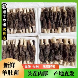 新鲜羊肚菌2026年头茬羊肚菌菌菇煲云南高原汤火锅鲜美羊肚菌新鲜