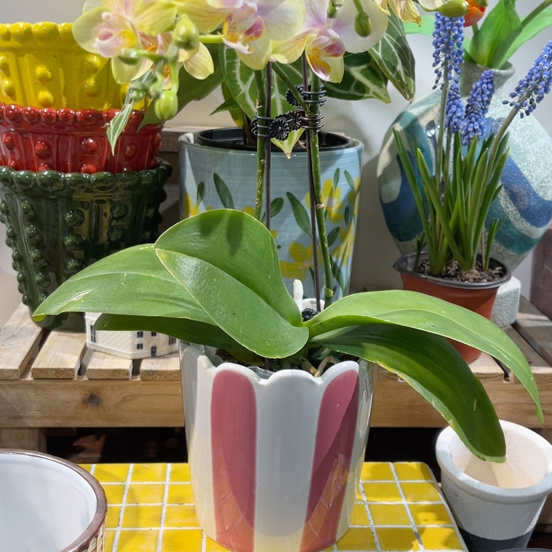 高13口13,鲜花速递/花卉仿真/绿植园艺,花盆,淘宝优惠券,粉丝福利购,淘宝优惠卷