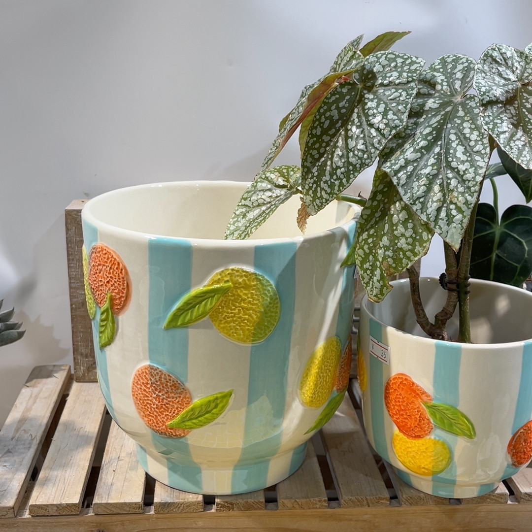 高18口17大高,鲜花速递/花卉仿真/绿植园艺,花盆,淘宝优惠券,粉丝福利购,淘宝优惠卷