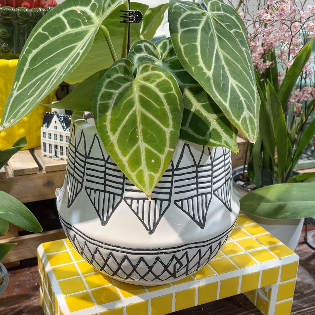 高17口13,鲜花速递/花卉仿真/绿植园艺,花盆,淘宝优惠券,粉丝福利购,淘宝优惠卷