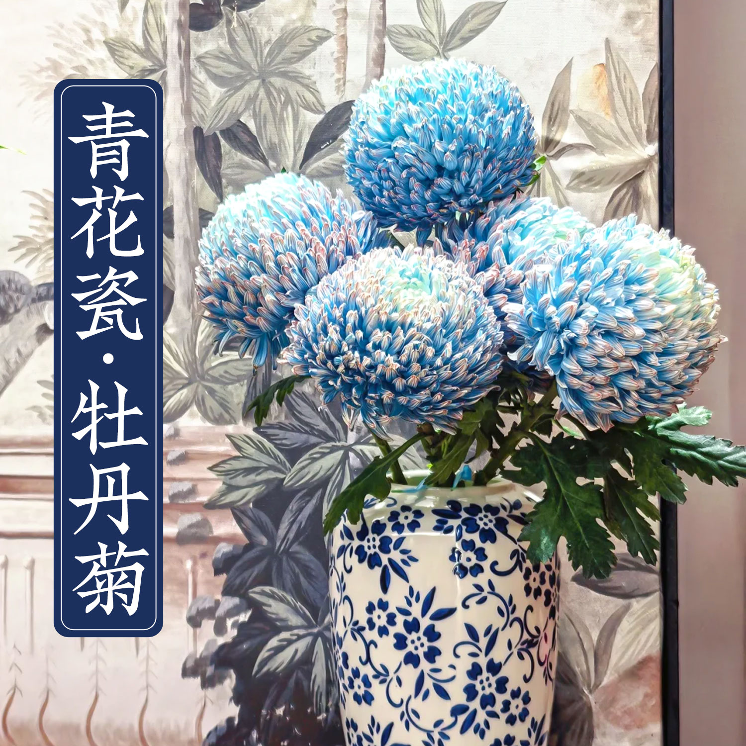 青花瓷牡丹菊云南鲜花基地直发新鲜采摘胭脂红牡丹菊